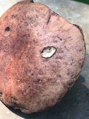 Tylopilus variobrunneus