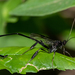 American Pelecinid Wasp - Photo (c) Patrick Hanly, some rights reserved (CC BY), uploaded by Patrick Hanly