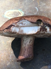 Tylopilus variobrunneus