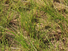 Carex exsiccata