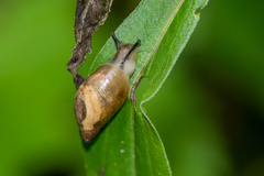 Succineoidea