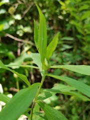 Solidago canadensis hargeri