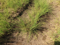 Carex kelloggii