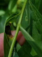 Solidago canadensis hargeri