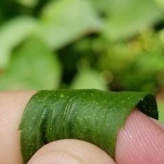 Solidago canadensis hargeri