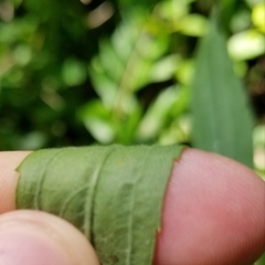 Solidago canadensis hargeri