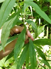 Solidago canadensis hargeri