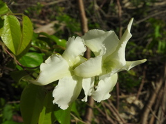 Echites yucatanensis