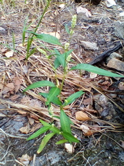 Persicaria tomentosa