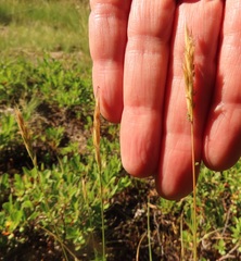 Danthonia intermedia