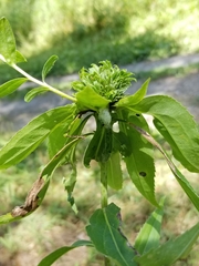 Rhopalomyia capitata
