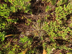 Danthonia intermedia