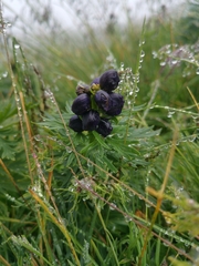Aconitum tauricum