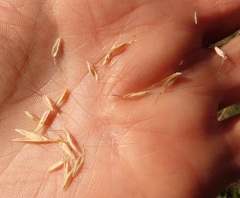 Danthonia intermedia