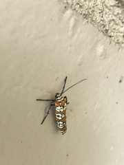 Atteva aurea