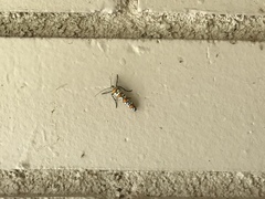 Atteva aurea