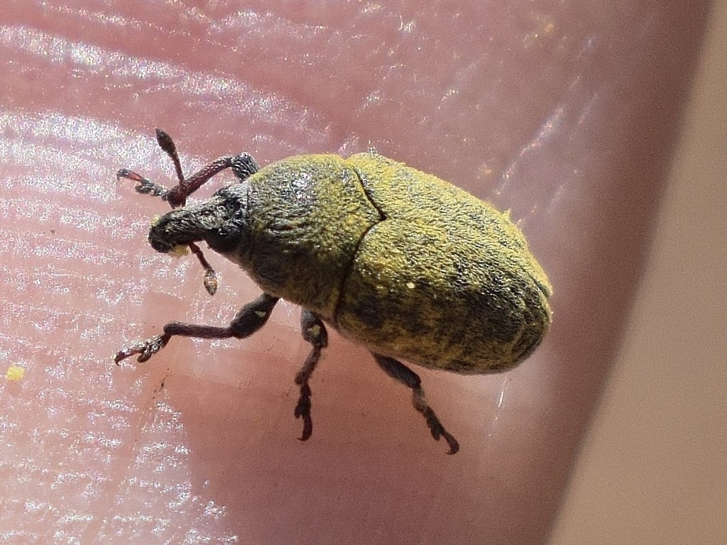 Yellow Starthistle Flower Weevil