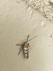 Atteva aurea