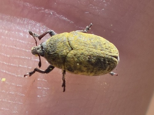 Yellow Starthistle Flower Weevil photo 3
