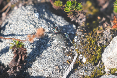 Cicindela depressula