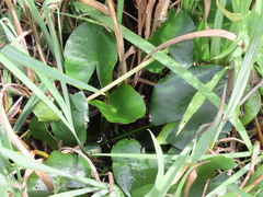 Nymphaea odorata odorata