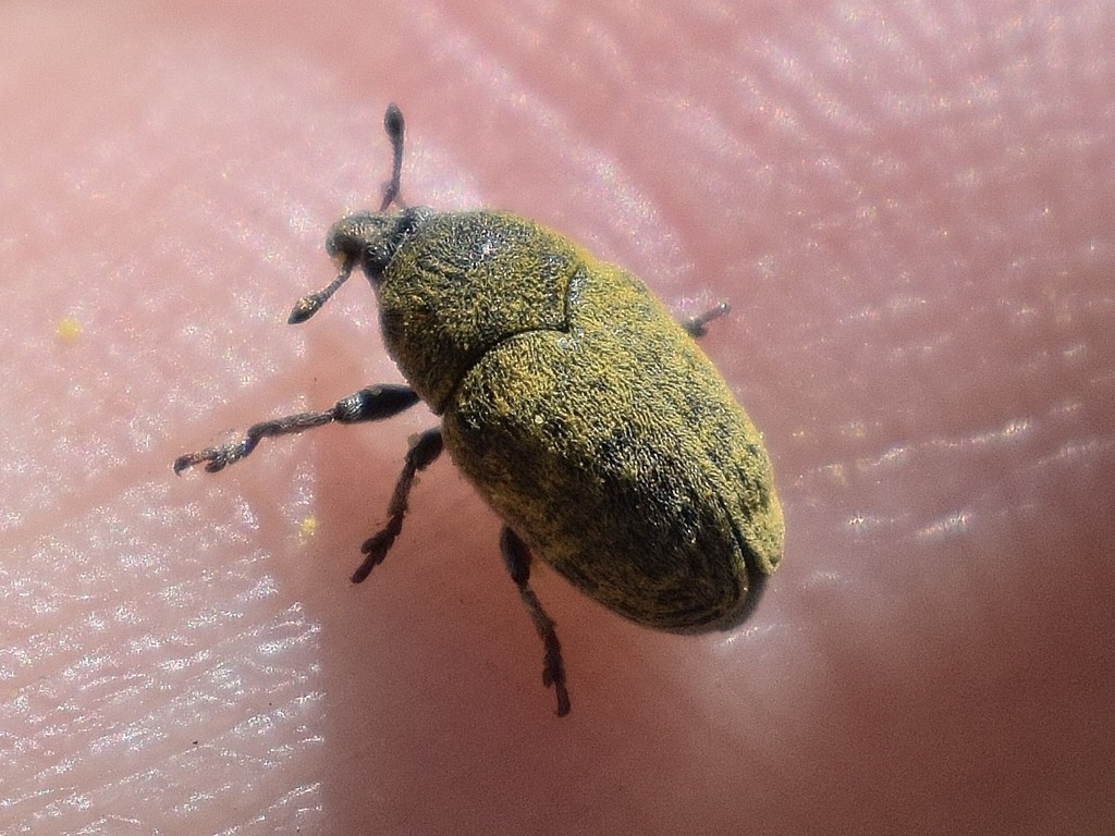 Larinomesius