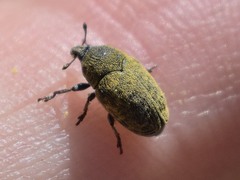 Larinus curtus
