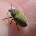 Larinomesius - Photo (c) Anne Parsons, μερικά δικαιώματα διατηρούνται (CC BY-NC), uploaded by Anne Parsons