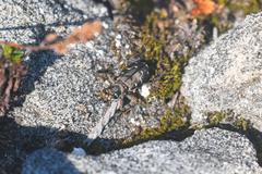 Cicindela depressula