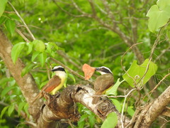 Copaxa multifenestrata