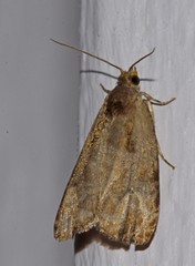 Olethreutes malana