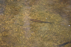 Pseudochondrostoma duriense