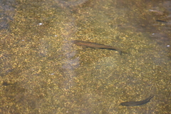 Pseudochondrostoma duriense