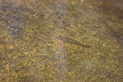 Pseudochondrostoma duriense