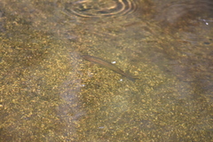 Pseudochondrostoma duriense