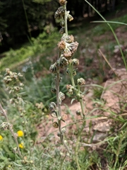 Artemisia norvegica