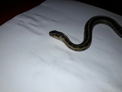 Thamnophis scalaris