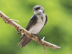 Pygochelidon cyanoleuca