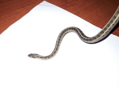 Thamnophis scalaris