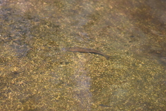 Pseudochondrostoma duriense