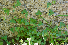 Aristolochia wrightii