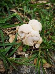 Fungi