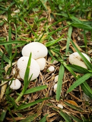 Fungi