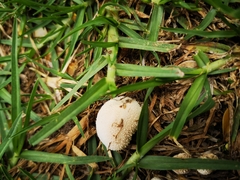 Fungi
