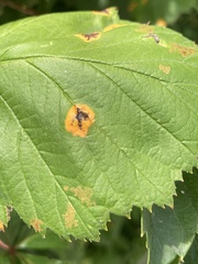Puccinia coronata