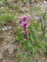 Pedicularis rostratospicata