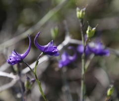 Delphinium longipes