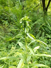 Solidago canadensis canadensis