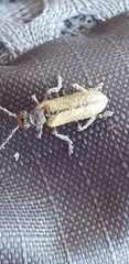 Cortodera