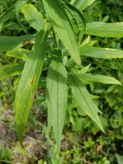 Solidago canadensis canadensis